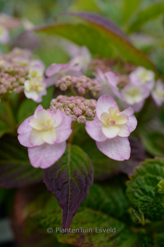 Hydrangea serrata ‘Summer Glow’