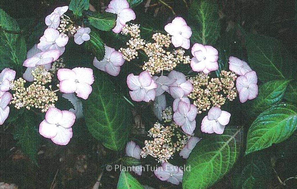 Hydrangea serrata pulchra
