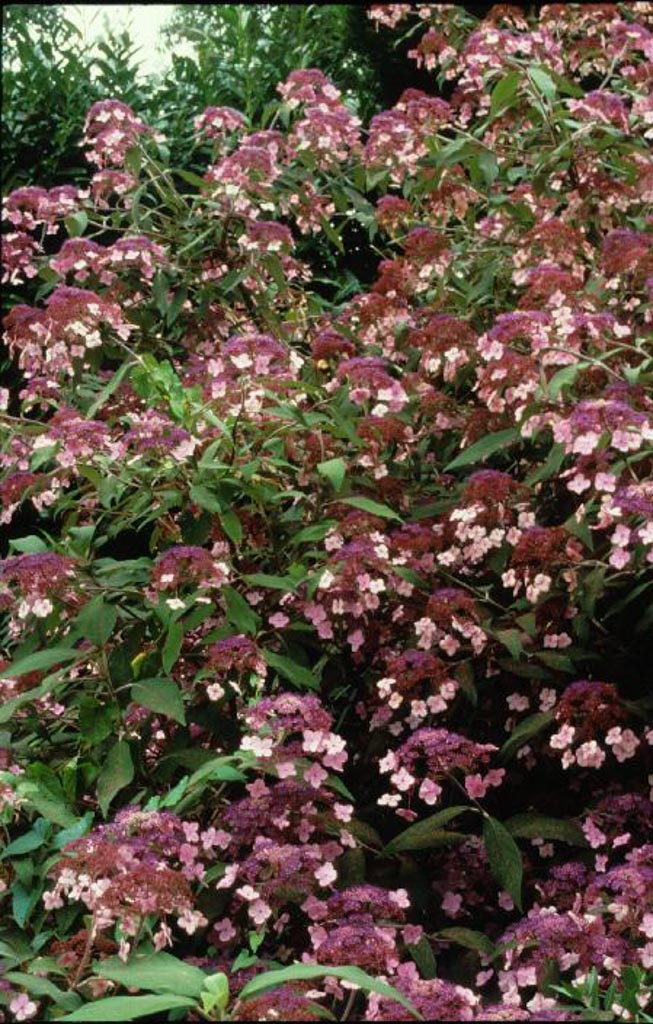 Hydrangea villosa ‘Velvet Lace’