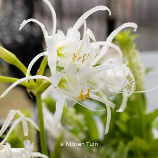 Hymenocallis festalis ‘Zwanenburg’