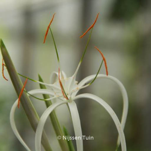 Hymenocallis harrisiana