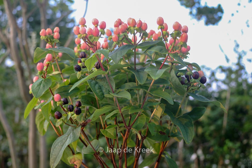 Hypericum ‘Allblossom’ (MIRACLE BLOSSOM)