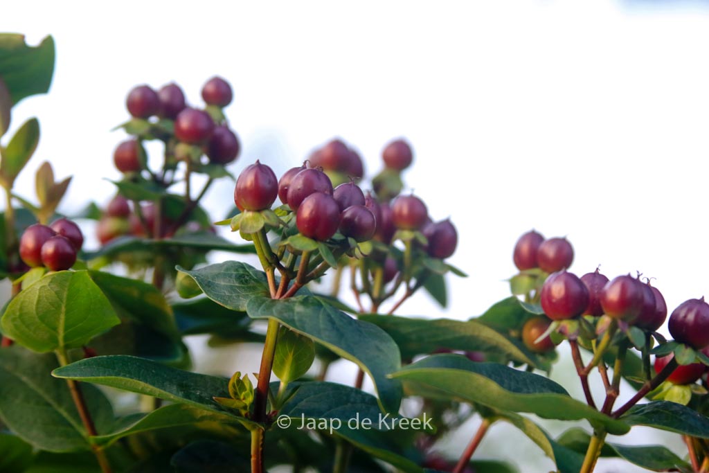 Hypericum ‘Allmarvel’ (MIRACLE MARVEL)