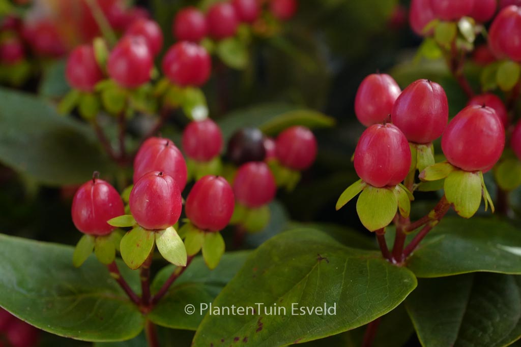 Hypericum ‘Miracle Attraction’