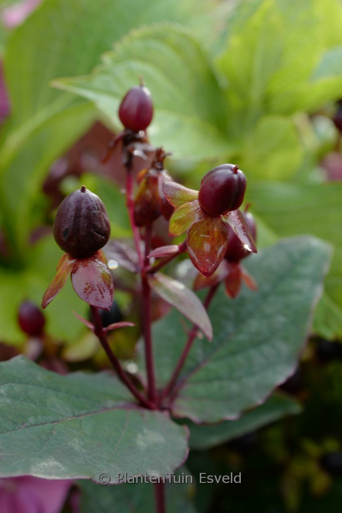 Hypericum ‘Miracle Night’