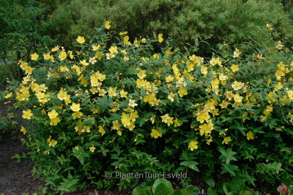 Hypericum inodorum ‘Elstead’