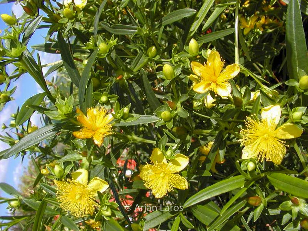 Hypericum kalmianum ‘Gemo’