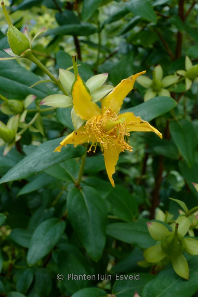 Hypericum lancasteri