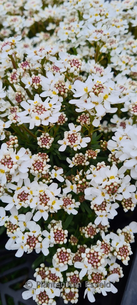 Iberis sempervirens ‘Fischbeck’