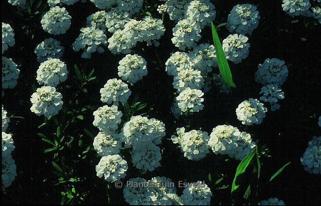 Iberis sempervirens ‘Snowflake’