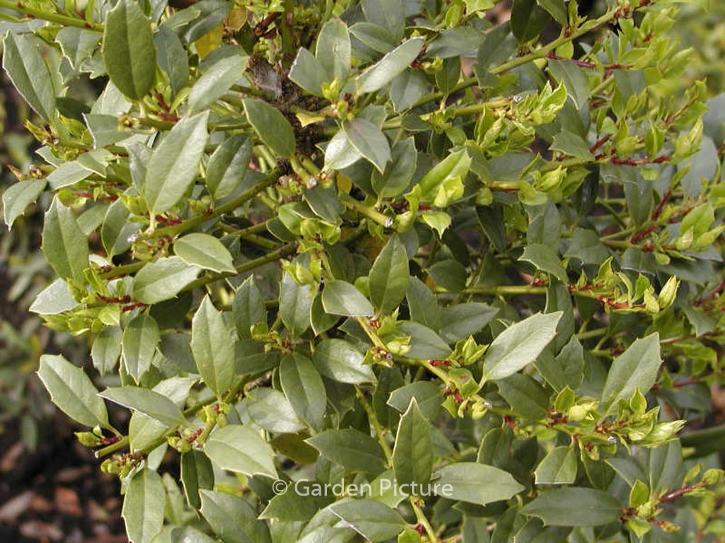 Ilex ‘Albert Close’