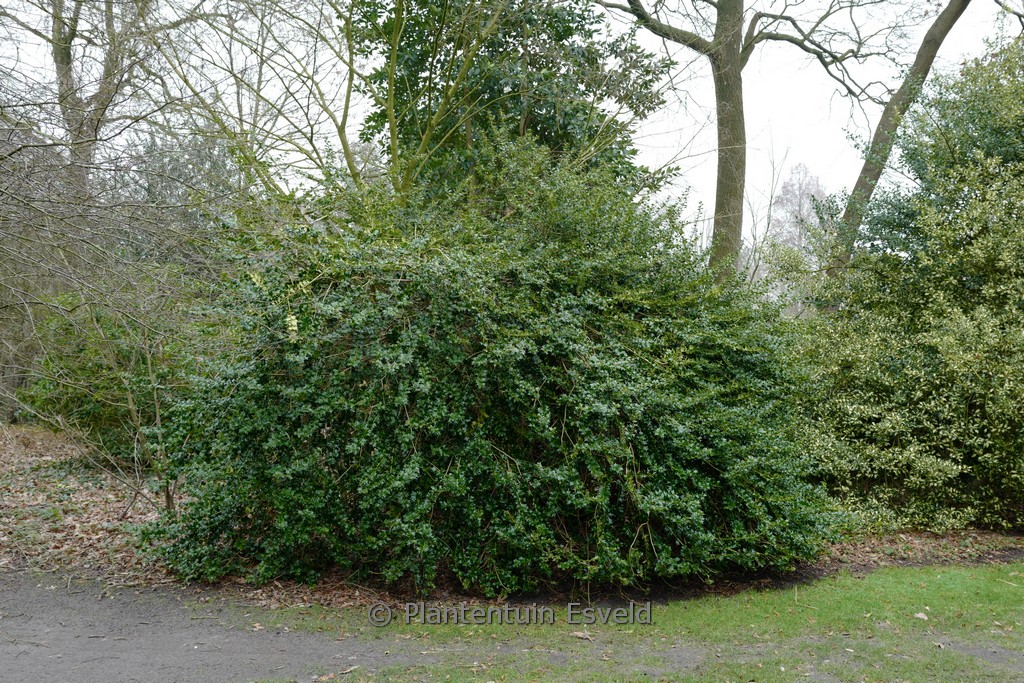 Ilex ‘John T. Morris’