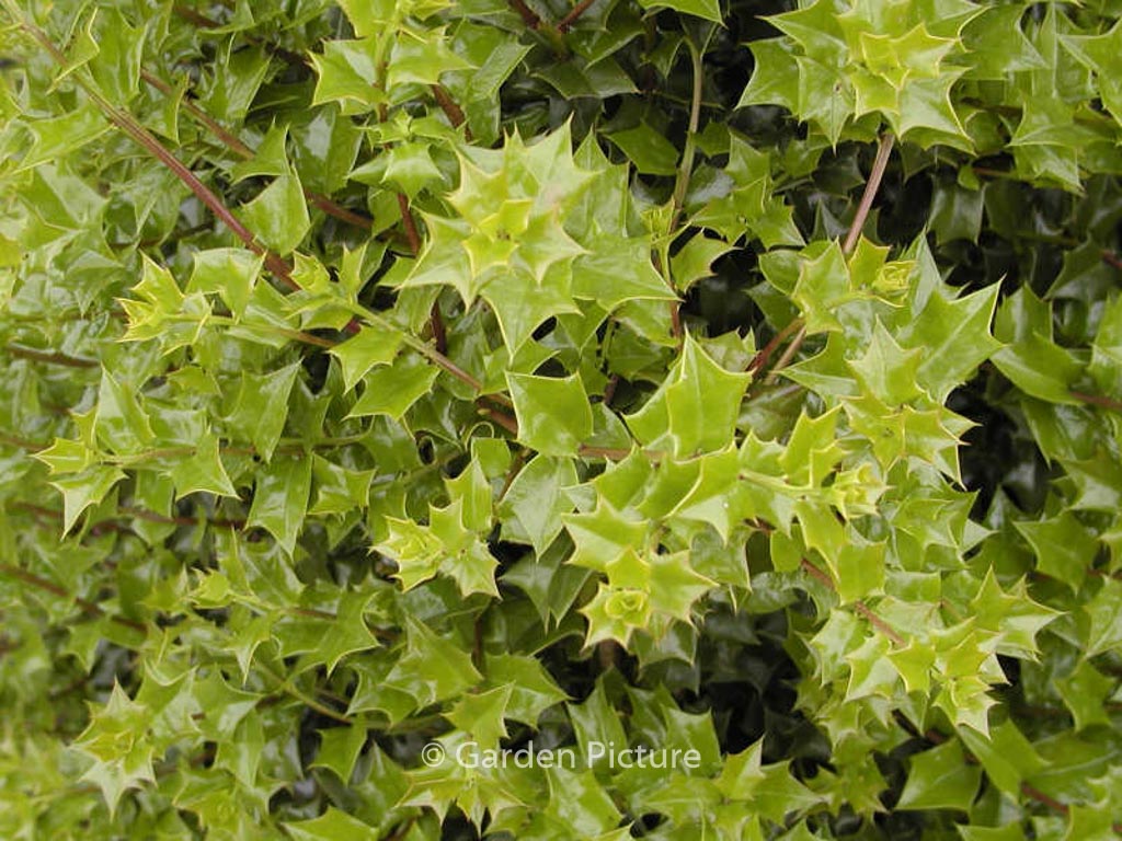 Ilex ‘Lydia Morris’