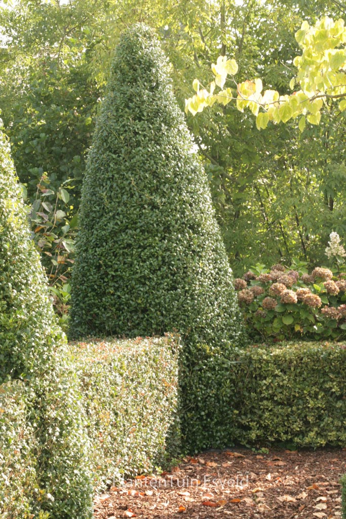 Ilex ‘Washington’