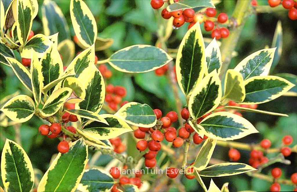 Ilex altaclerensis ‘Belgica Aurea’