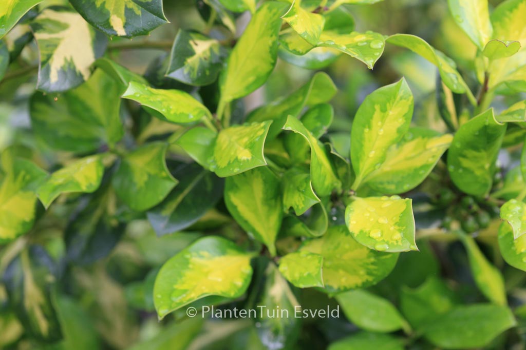 Ilex altaclerensis ‘Lawsoniana’