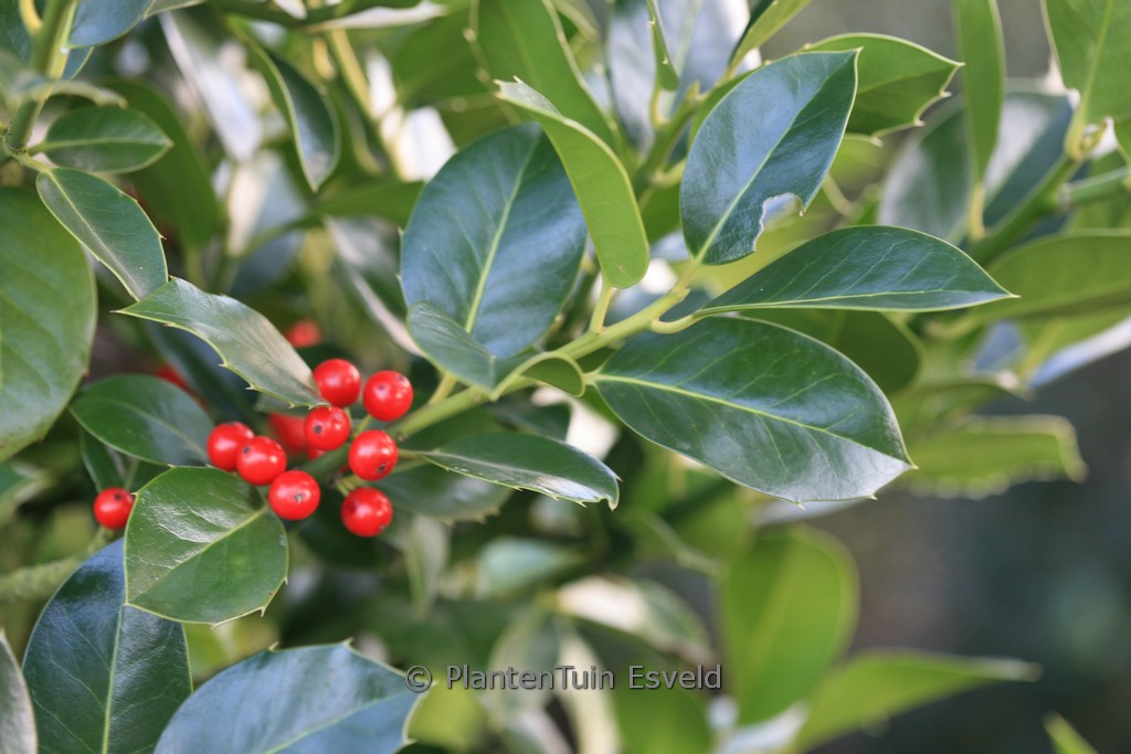 Ilex altaclerensis