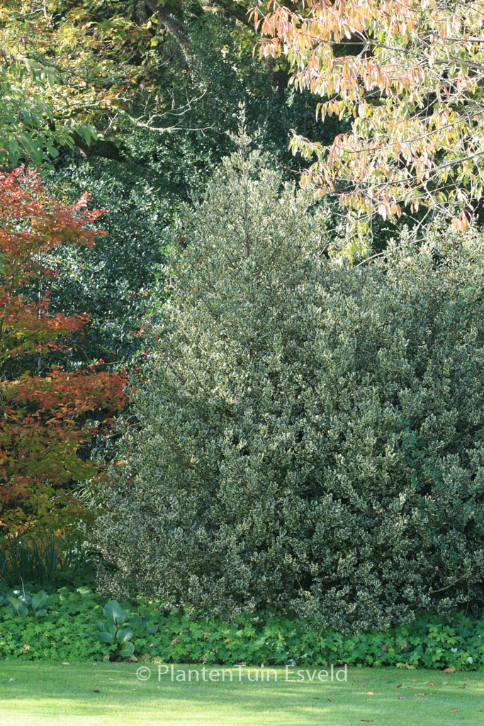 Ilex aquifolium ‘Ferox Aurea’