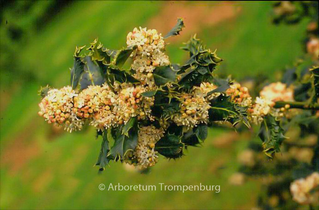 Ilex aquifolium ‘Ferox’