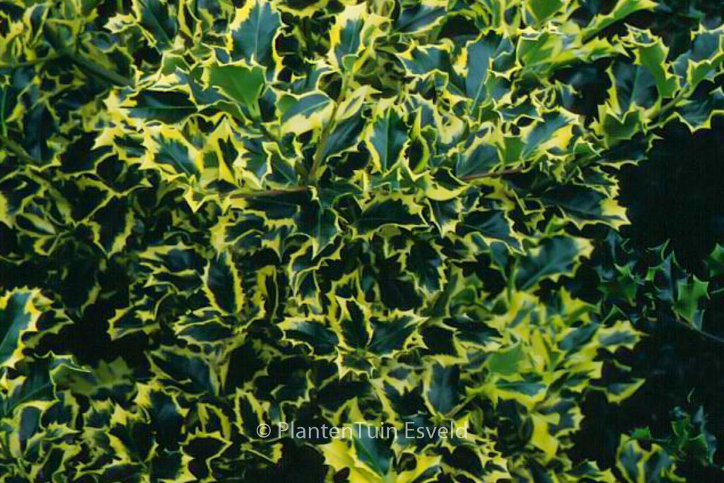 Ilex aquifolium ‘Golden Queen’