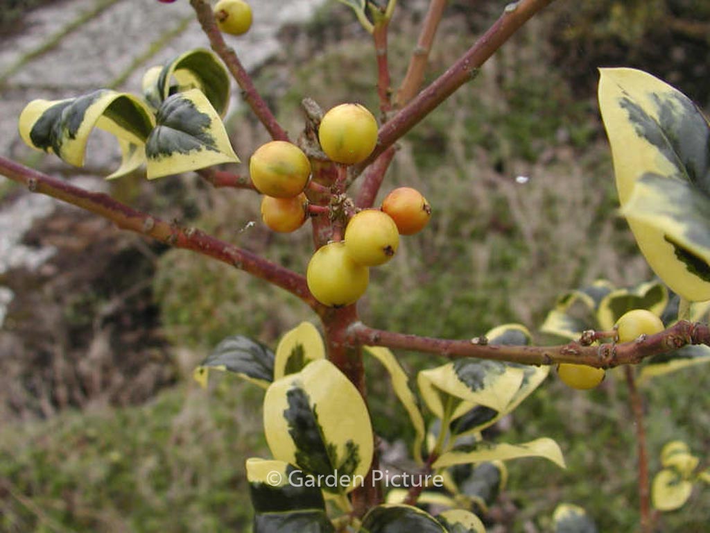 Ilex aquifolium ‘Golden van Tol’