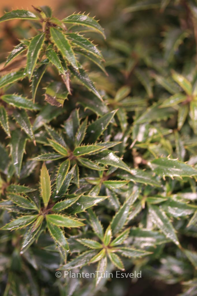 Ilex aquifolium ‘Hachzwerg’ (HECKENZWERG)