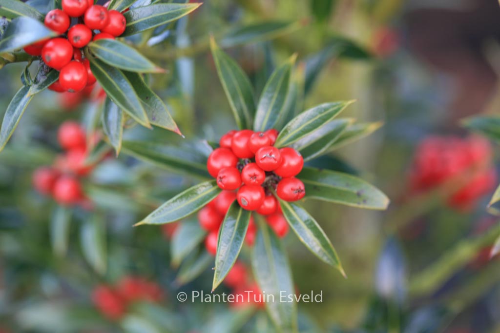 Ilex aquifolium ‘Harpune’