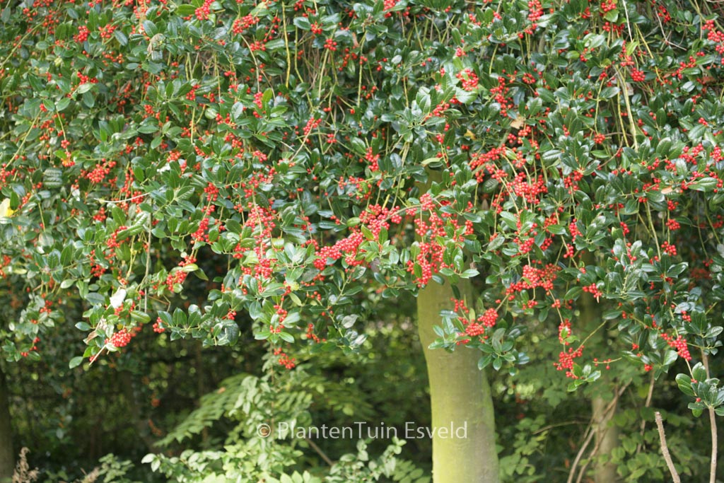 Ilex aquifolium ‘J.C. van Tol’