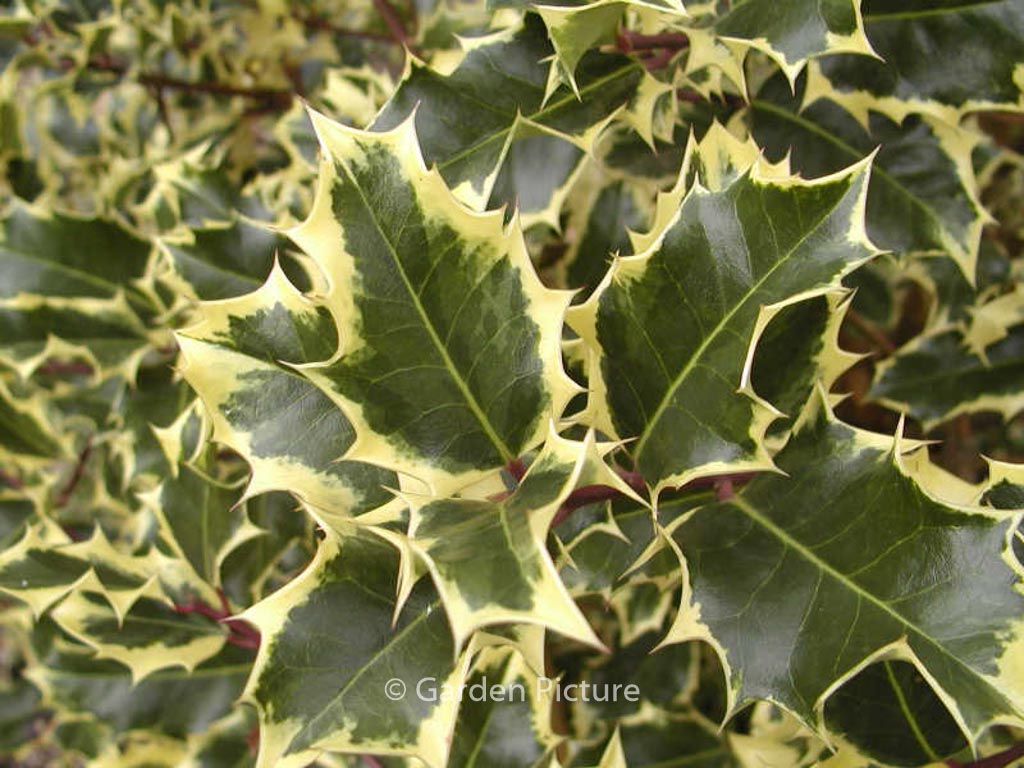 Ilex aquifolium ‘Mme Briot’