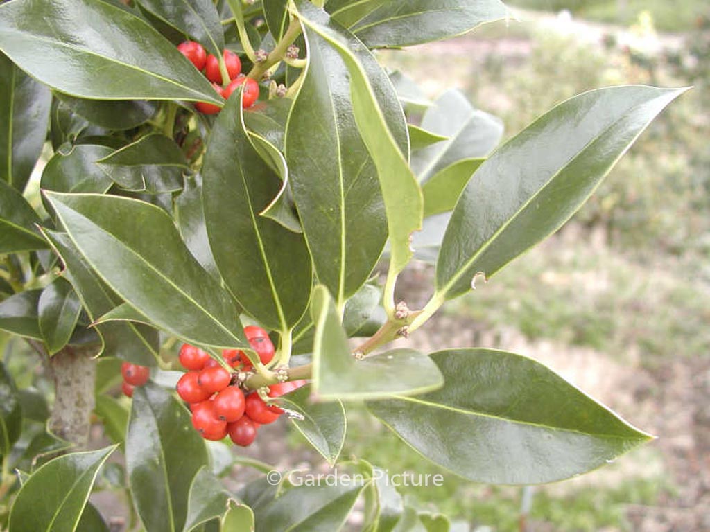 Ilex aquifolium ‘Pyramidalis’