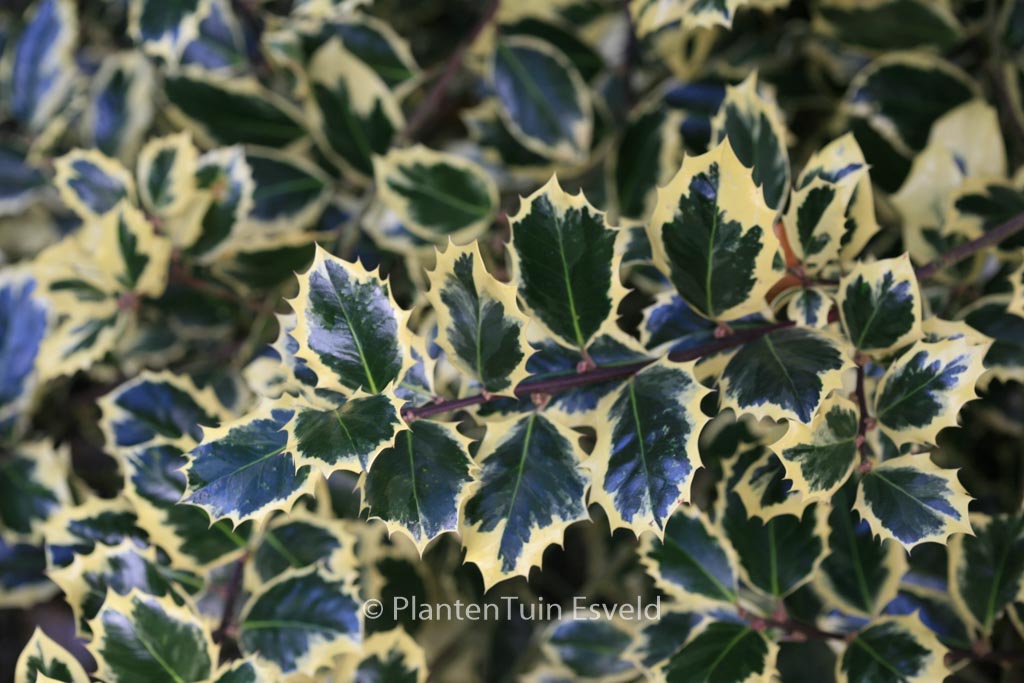 Ilex aquifolium ‘Silver Queen’