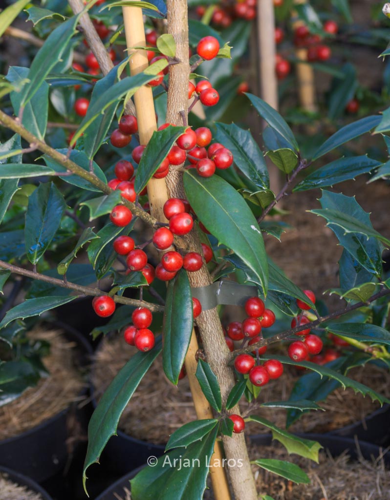 Ilex attenuata ‘Foster’s No. 2’
