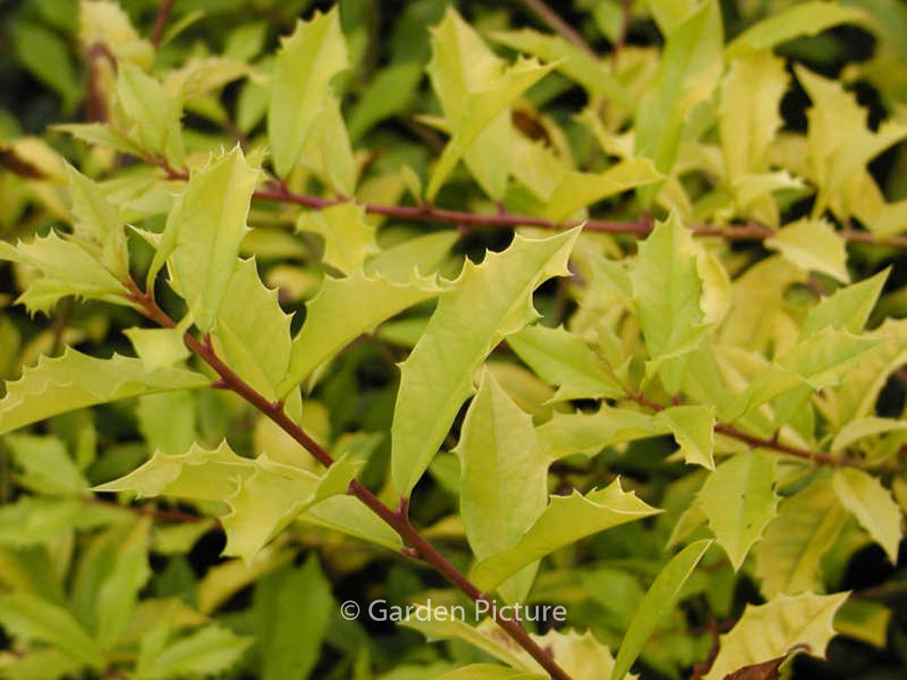 Ilex attenuata ‘Sonny Foster’