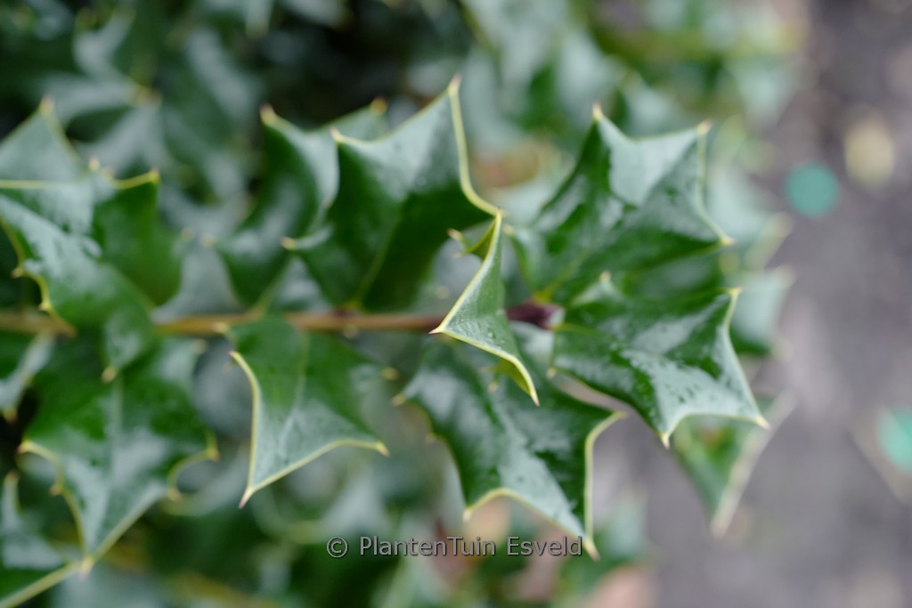 Ilex cornuta ‘Mercury’