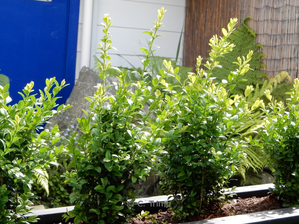 Ilex crenata ‘Caroline Upright’ (DARK STAR)