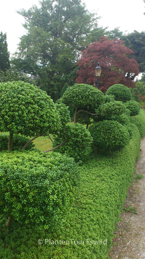Ilex crenata ‘Convexa’