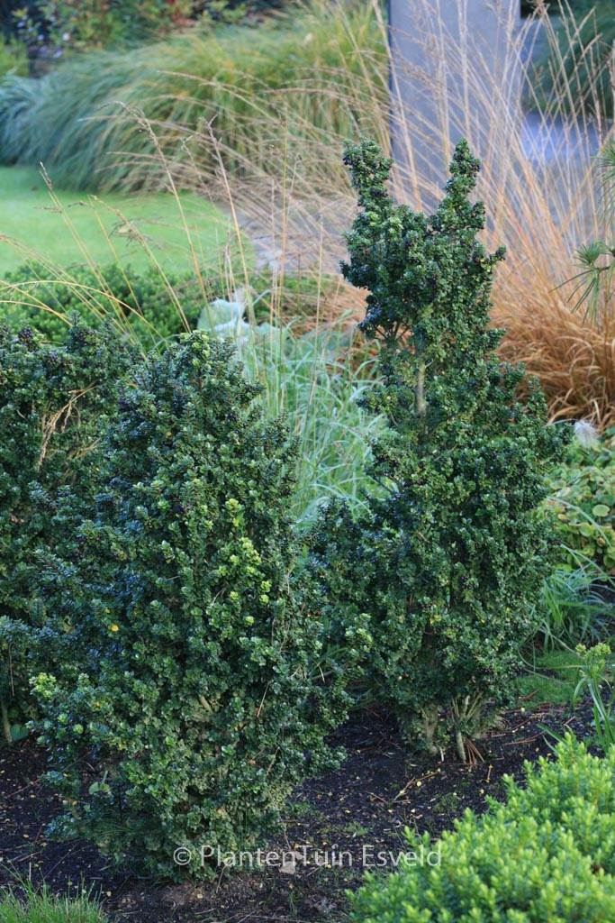 Ilex crenata ‘Dwarf Pagoda’