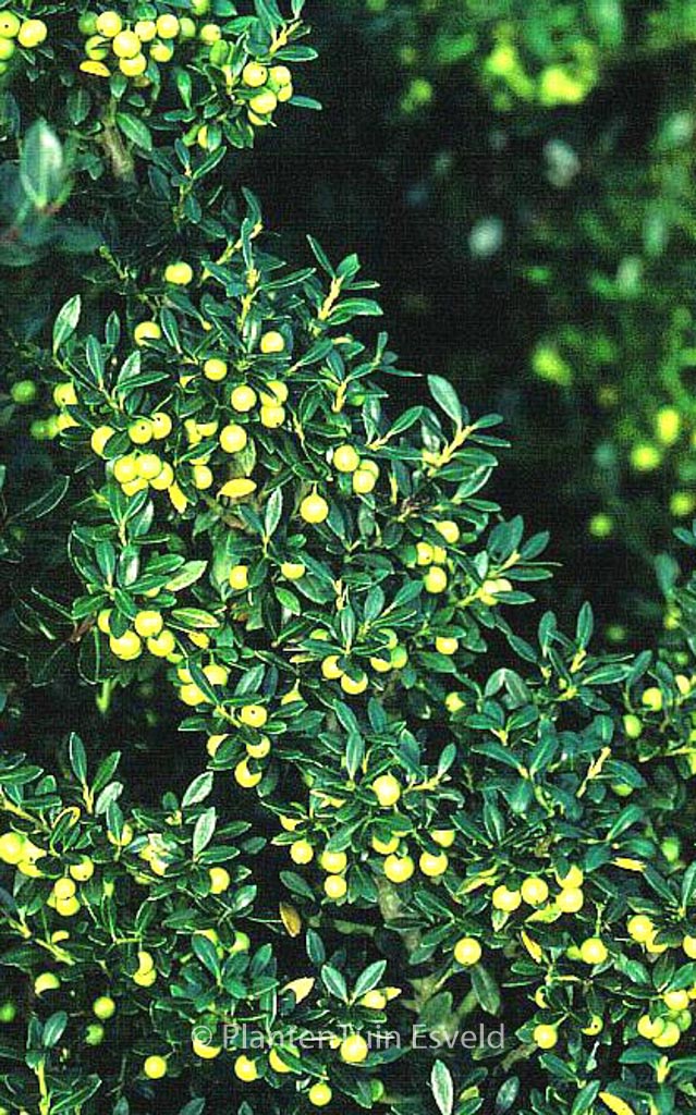 Ilex crenata ‘Fructu Luteo’