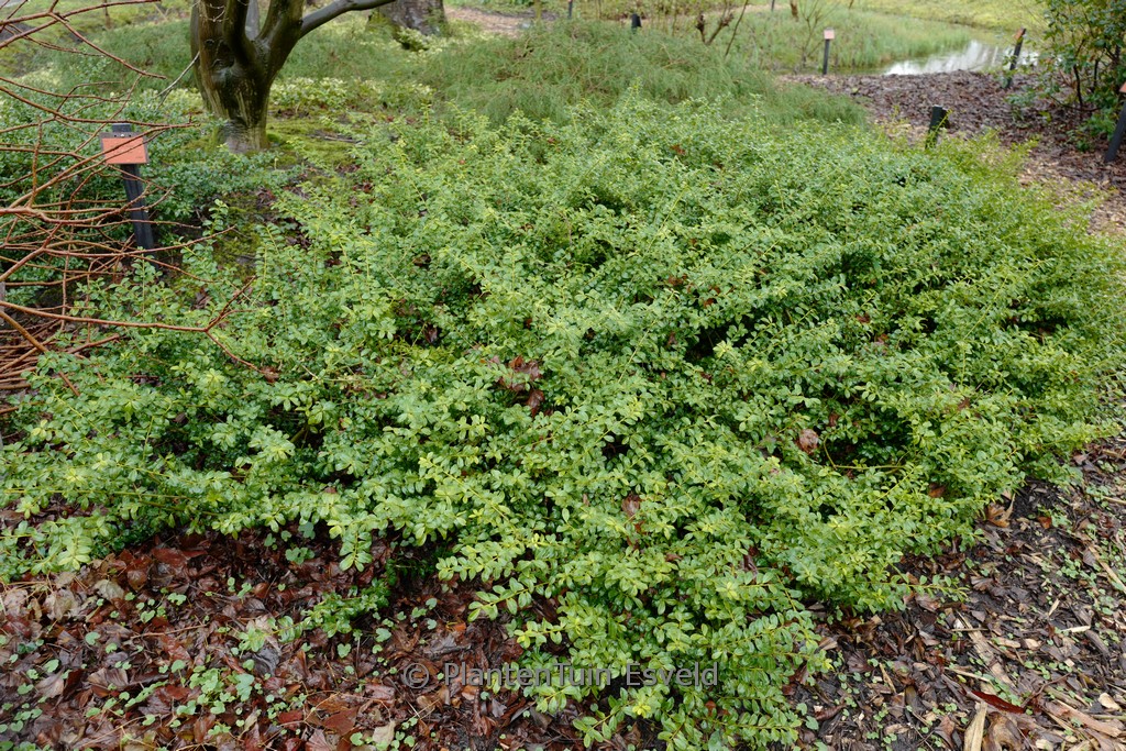 Ilex crenata ‘Golden Gem’