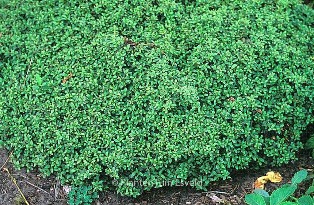 Ilex crenata ‘Helleri’