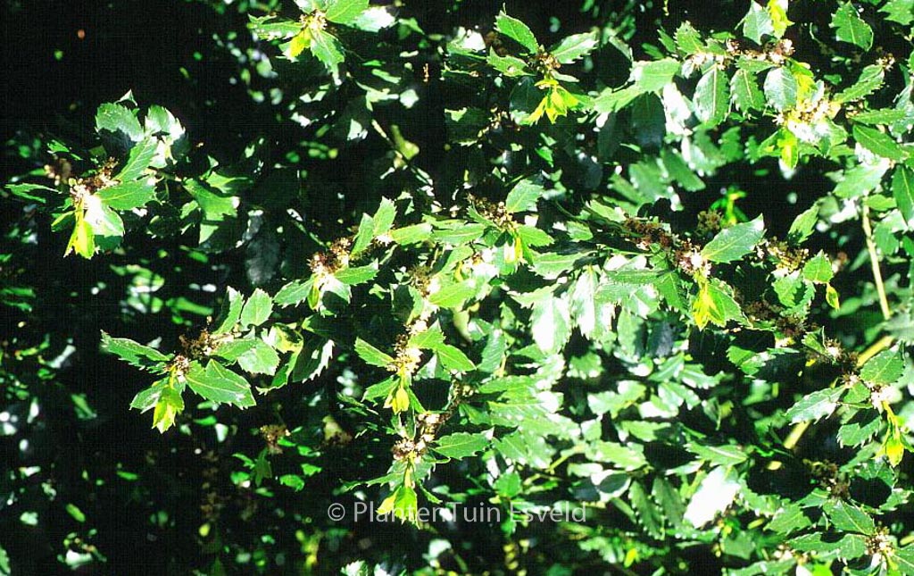 Ilex meserveae ‘Blue Prince’