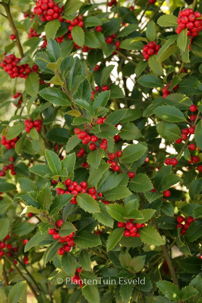 Ilex meserveae ‘Hachfee’ (HECKENFEE)