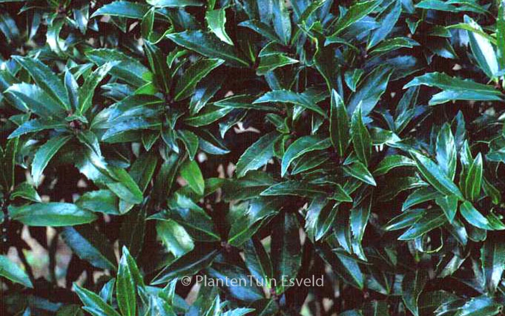 Ilex meserveae ‘Little Stranger’