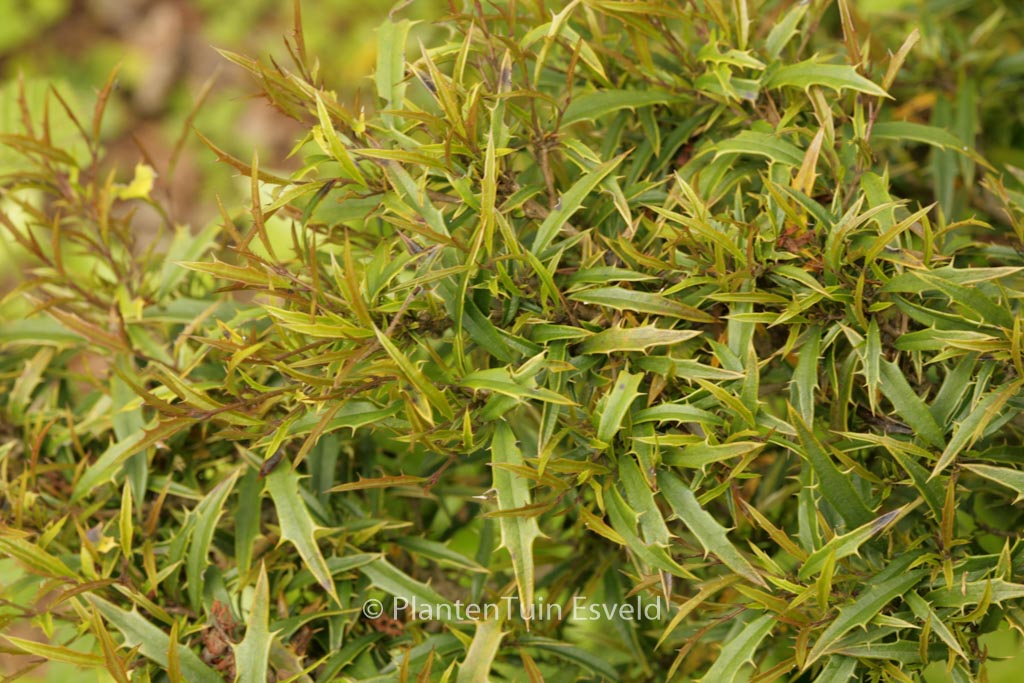Ilex opaca ‘William Hawkins’