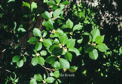 Ilex verticillata mnl.