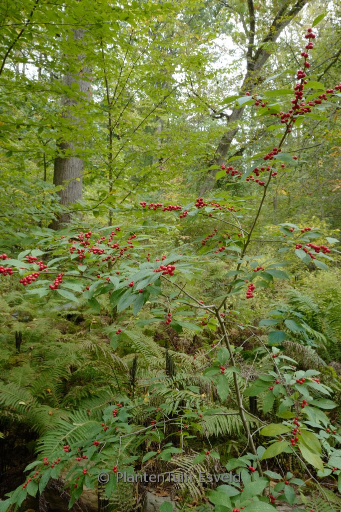 Ilex verticillata vrl.