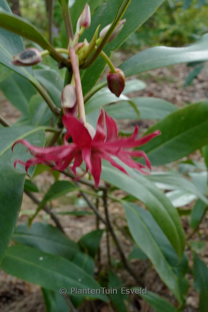 Illicium floridanum ‘Woodlander’s Ruby’