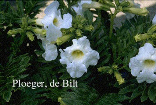 Incarvillea delavayi ‘Snowtop’