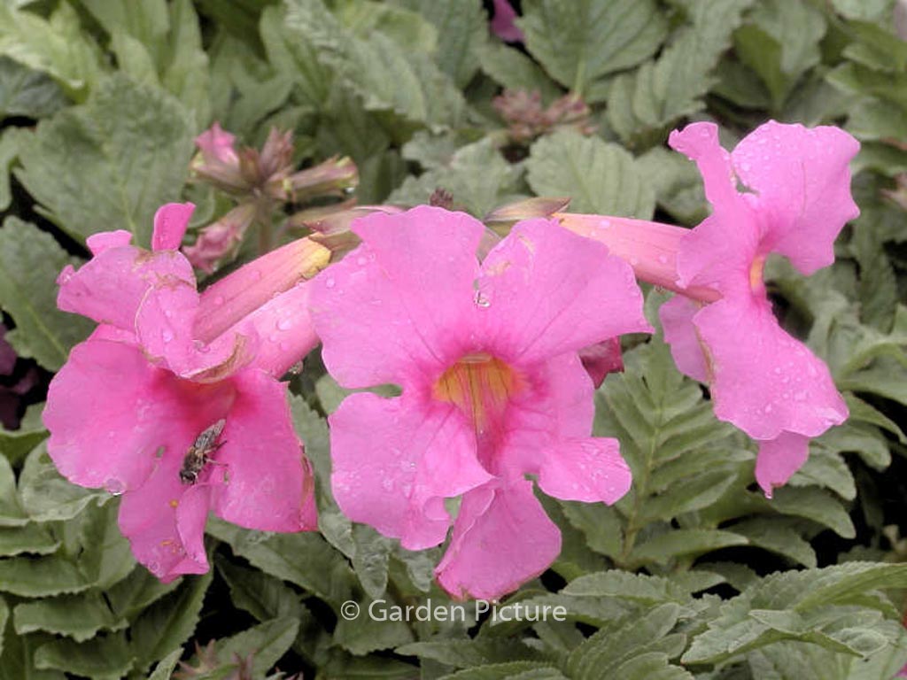 Incarvillea delavayi