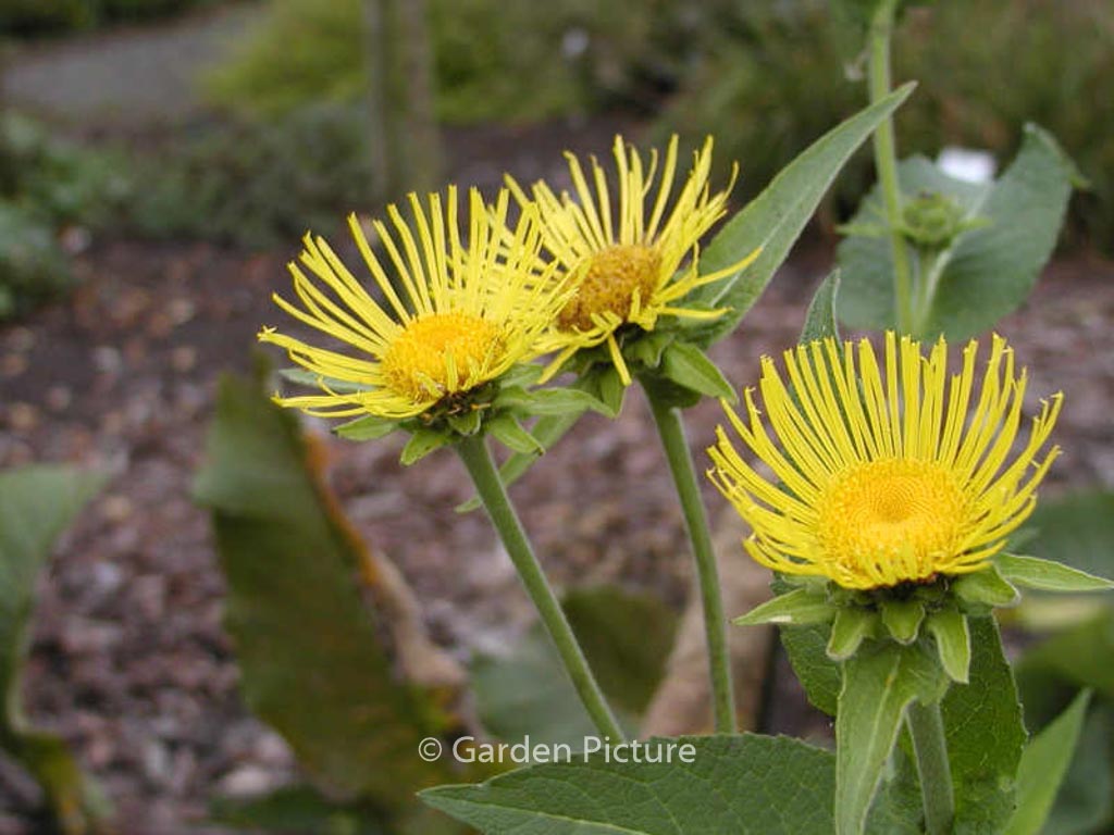 Inula helenium
